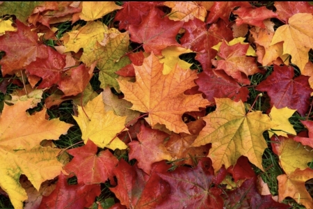 Jesienne grabienie liści w naszym przedszkolu